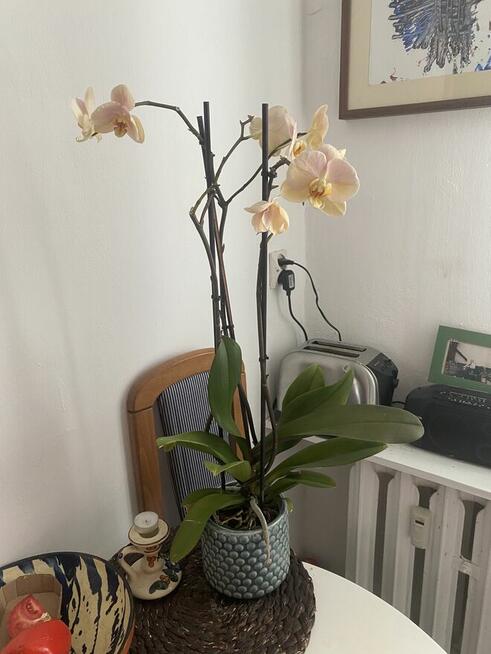 Śródmieście Łódź ul. Uniwersytecka 42/44 m. 20