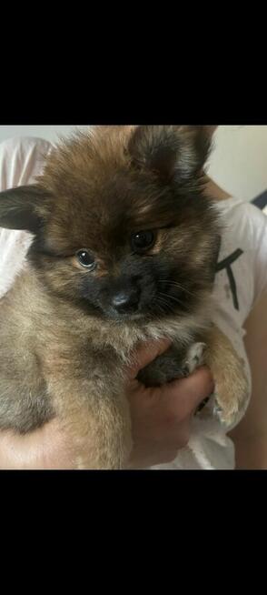 Sprzedam szpic miniaturowy Pomeranian