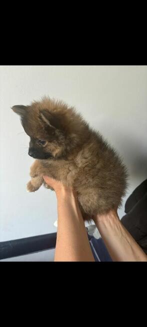 Sprzedam szpic miniaturowy Pomeranian