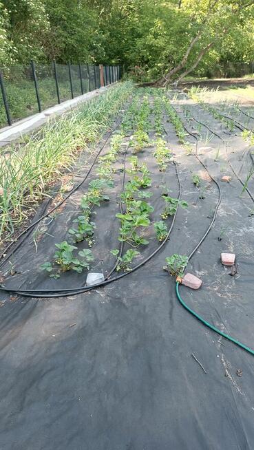 zajęcie na sobotę z możliwością wypłaty po pracy