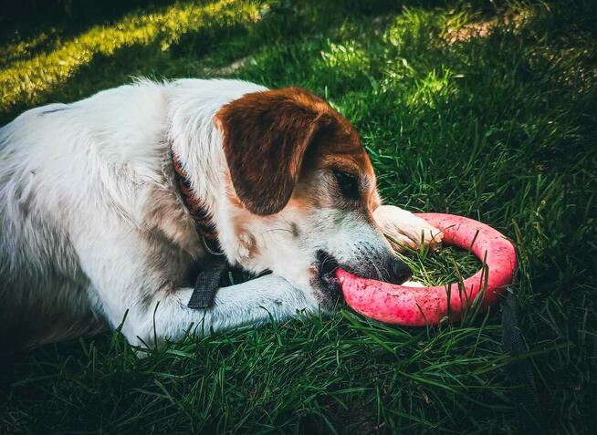 Przekochana sunia podobna do beagla prosi o dom.