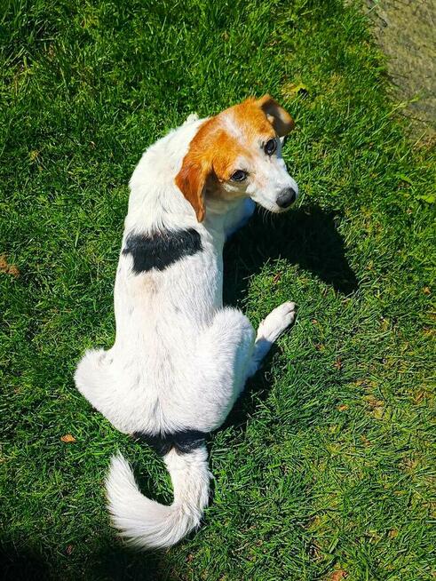 Przemiła sunia czeka na dom.