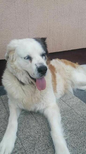 PUMPA to miła duża, rodzinna sunia