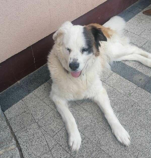 PUMPA to miła duża, rodzinna sunia