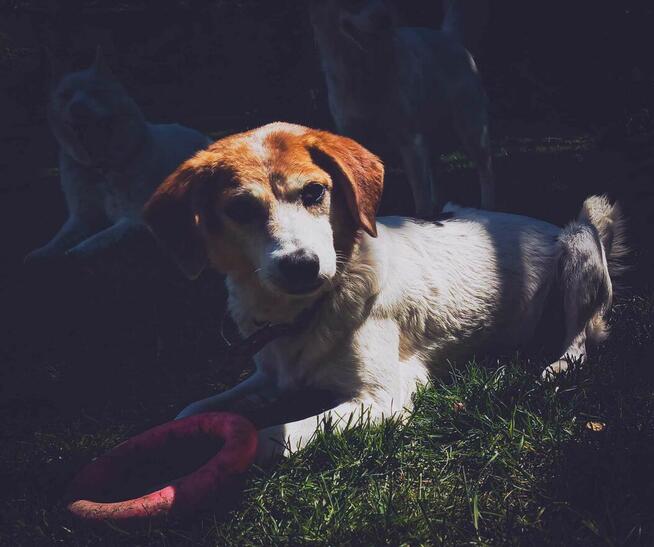 Przemiła sunia czeka na dom.