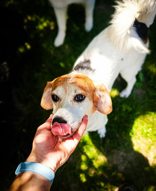 Przemiła sunia czeka na dom.