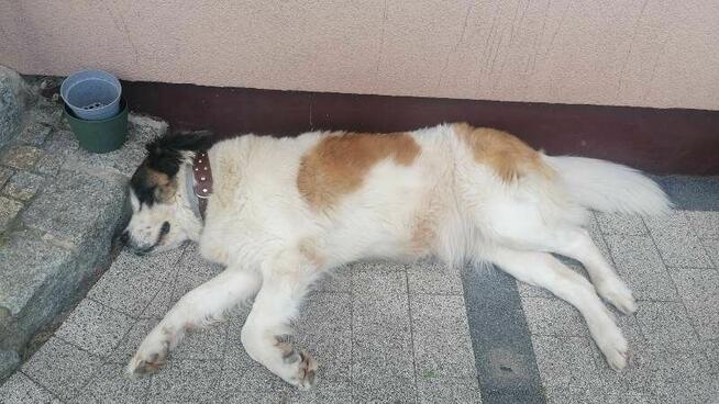 PUMPA to miła duża, rodzinna sunia