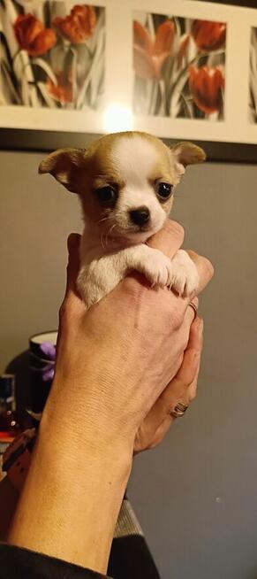 Malutki piesek Chihuahua.