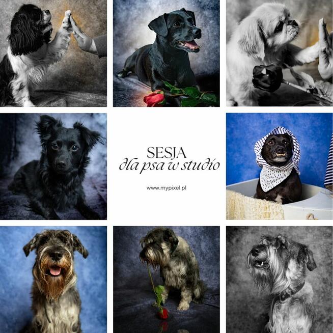 Sesje plenerowe i w studio, wieczory panieńskie, ciążowe