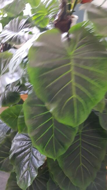 Sztuczny Filodendron – Monstera