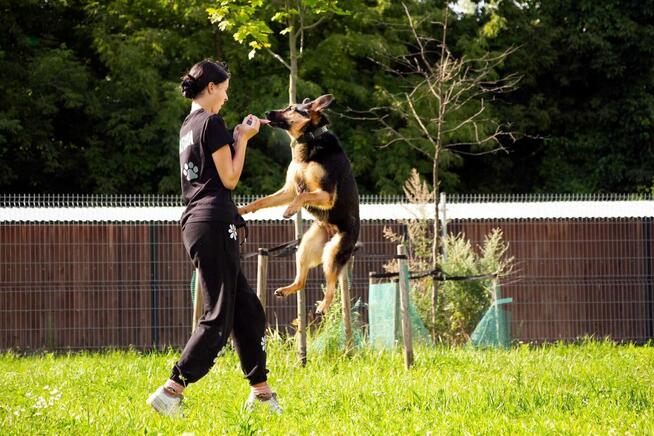 Salcia szuka domu, suczka, młoda, w typie owczarka