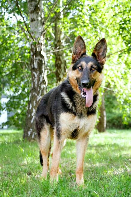 Salcia szuka domu, suczka, młoda, w typie owczarka