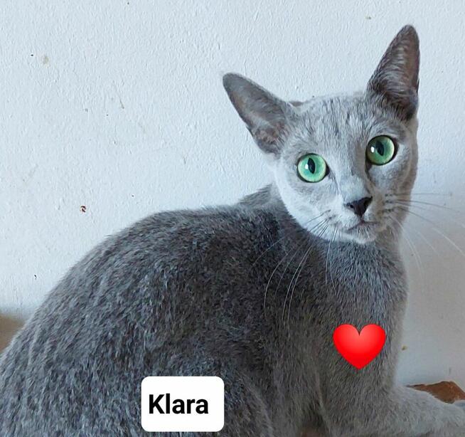 Kocięta rosyjskie niebieskie z rodowodem=Katowice