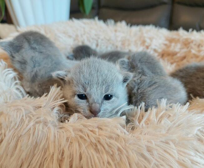Kocięta rosyjskie niebieskie z rodowodem=Katowice