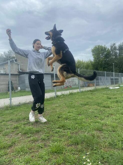 Salcia szuka domu, suczka, młoda, w typie owczarka