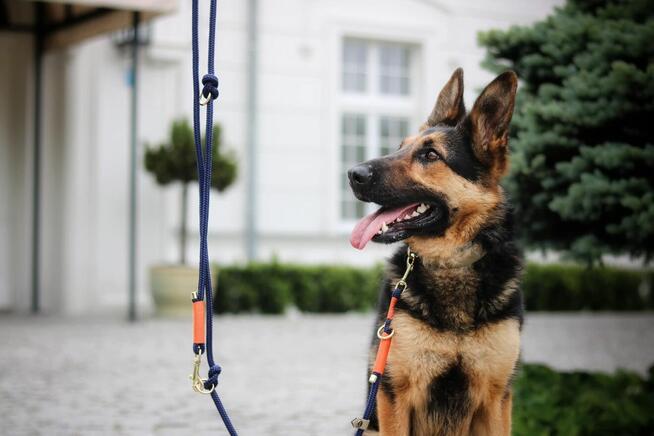 Salcia szuka domu, suczka, młoda, w typie owczarka