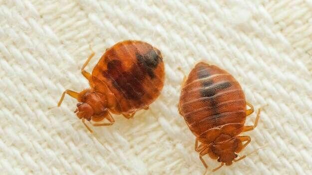 Wymrażanie Pluskiew i jaj Odpluskwianie Zwalczanie Pluskwy