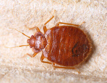 Wymrażanie Pluskiew i jaj Odpluskwianie Zwalczanie Pluskwy