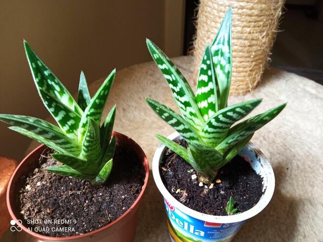 Cylindropuntia subulata- sukulent ten i inne...