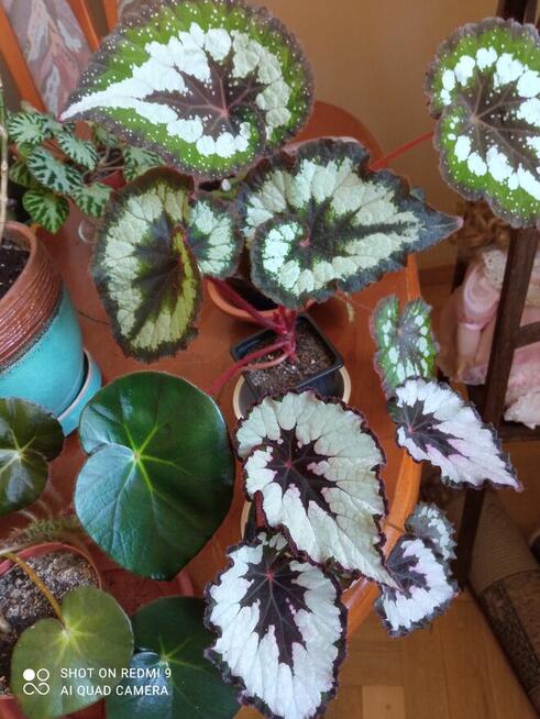 Cylindropuntia subulata- sukulent ten i inne...