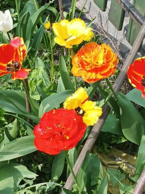 Sprzedam dom i warsztat samochodowy Pruszków