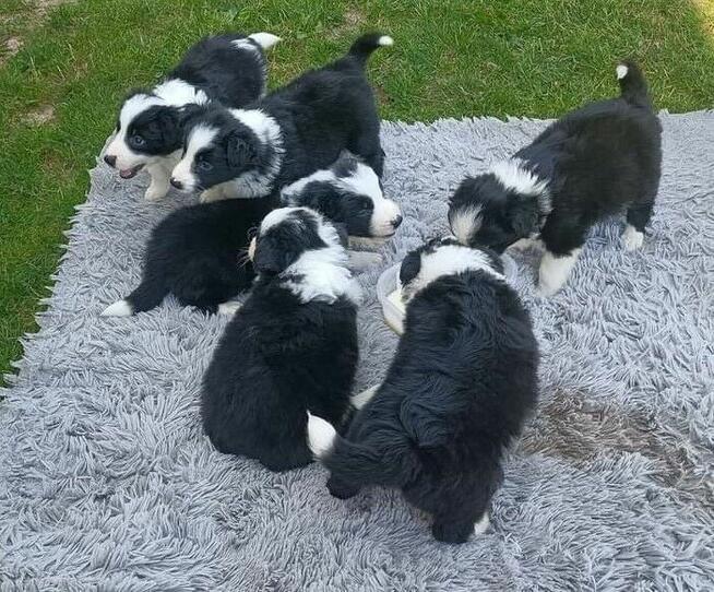 Pieski Border collie