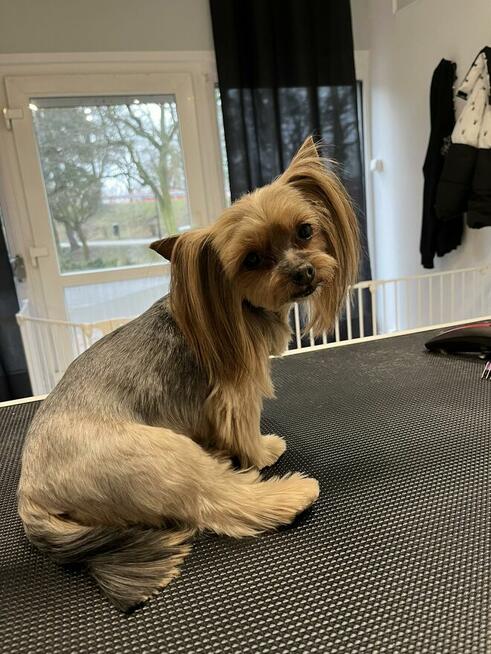 Psi fryzjer SUBLIMEdog Świebodzin pies, królik ,kot Park PKP