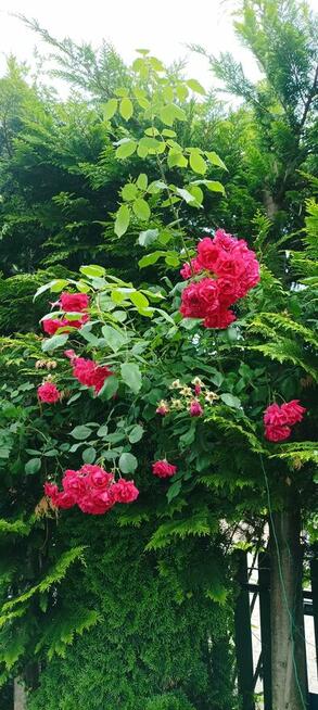 Sprzedam dom i warsztat samochodowy Pruszków