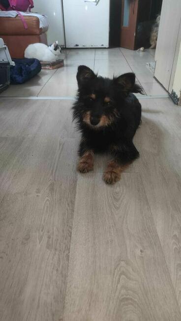 Dom naCito dla tego młodego malucha inaczej schronisko Iwona