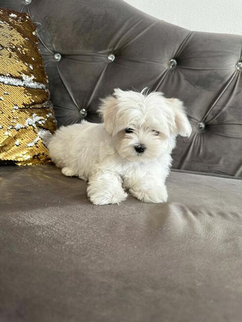 Maltańczyk szczeniaczek