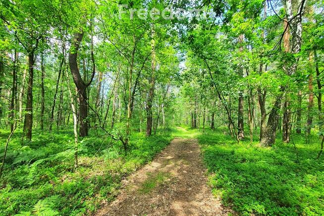 Las z możliwością inwestycyjną pod park linowy