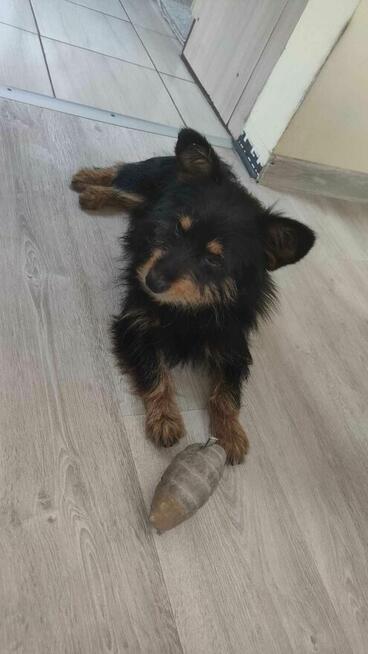 Dom naCito dla tego młodego malucha inaczej schronisko Iwona