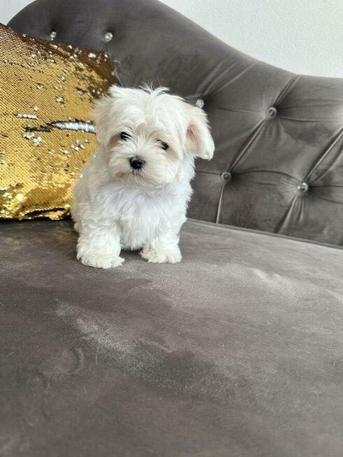 Maltańczyk szczeniaczek