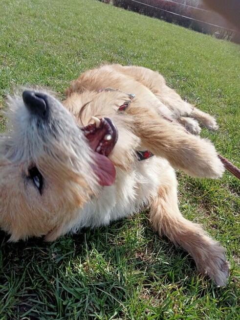 Shakira ok 2 let. piękna sunia spragniona miłości Zamość