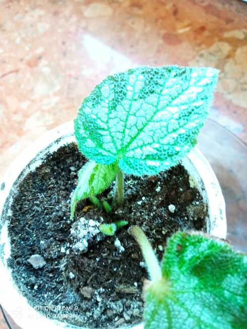 Begonia Silver Jewel-begonia zebra