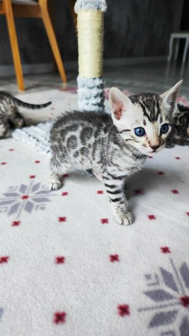 2 Srebrne Tygrysy bliźniaki ! Kot bengalski Silver kocurek