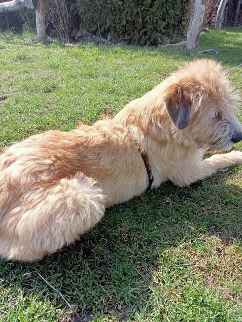 Shakira ok 2 let. piękna sunia spragniona miłości Zamość