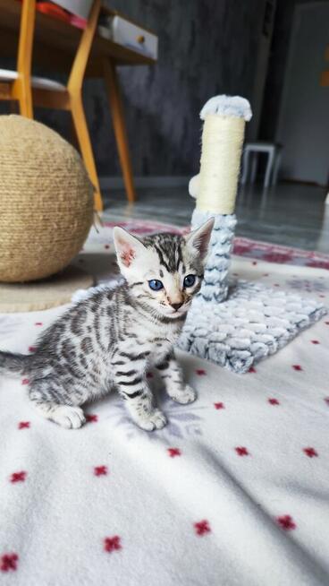 2 Srebrne Tygrysy bliźniaki ! Kot bengalski Silver kocurek