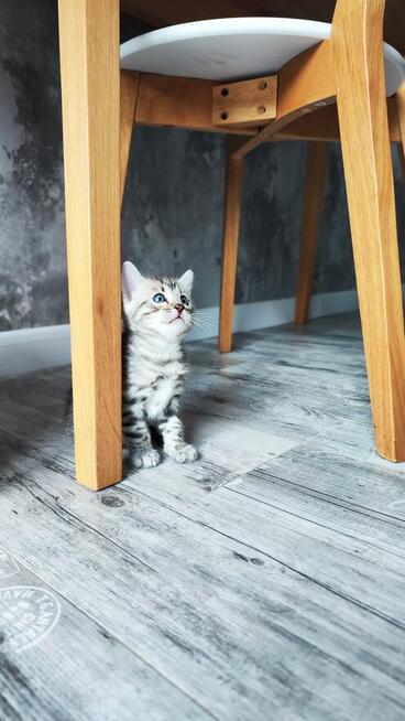 2 Srebrne Tygrysy bliźniaki ! Kot bengalski Silver kocurek