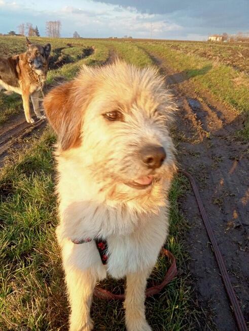 Shakira ok 2 let. piękna sunia spragniona miłości Zamość