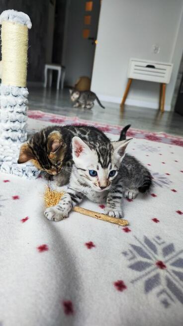 2 Srebrne Tygrysy bliźniaki ! Kot bengalski Silver kocurek