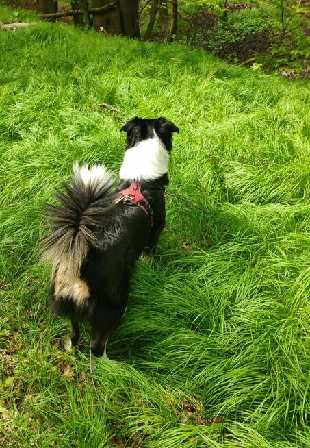 Pies Border Collie tricolor krycie