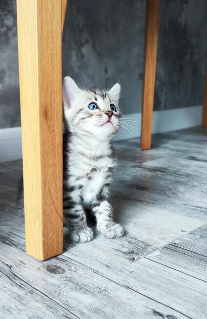 2 Srebrne Tygrysy bliźniaki ! Kot bengalski Silver kocurek