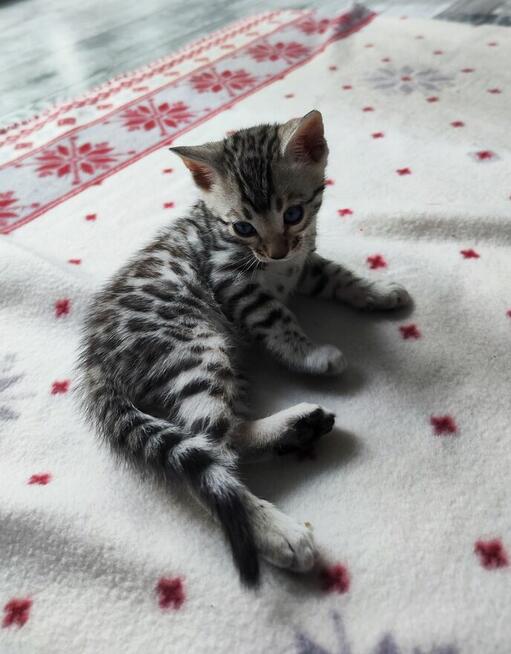 2 Srebrne Tygrysy bliźniaki ! Kot bengalski Silver kocurek