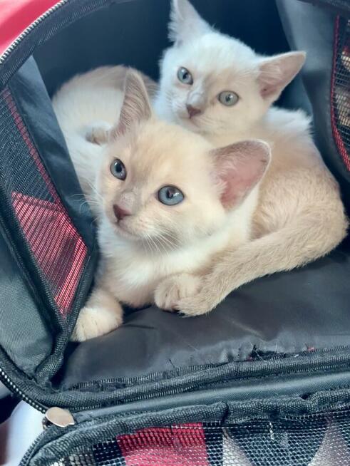 Koty tonkijskie, Tonkinese Cattery