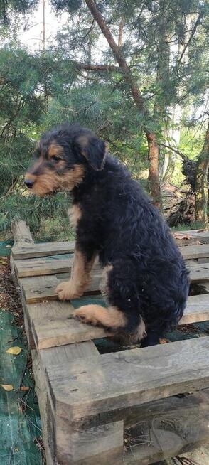 Airedale Terrier Suczka