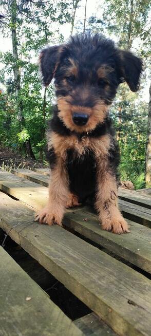Airedale Terrier Suczka