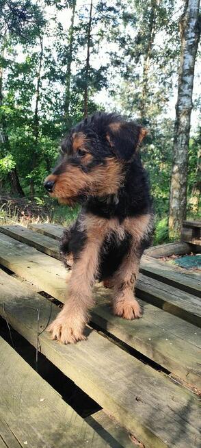 Airedale Terrier Suczka