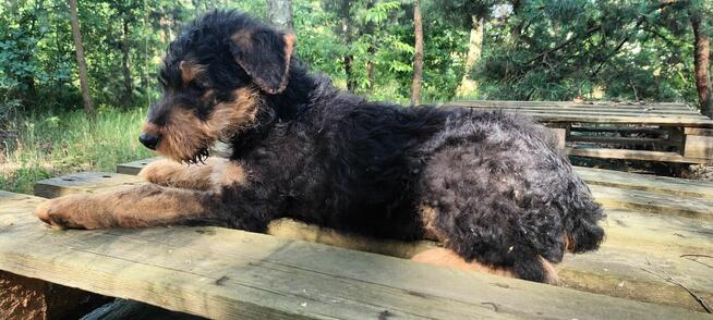 Airedale Terrier Suczka