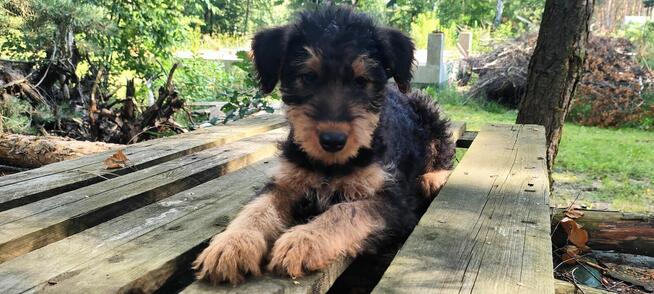 Airedale Terrier Suczka